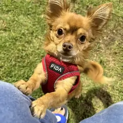 Teacup long-haired Chihuahua