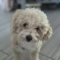 Friendly Bichon Poo For sale (3 Years old)