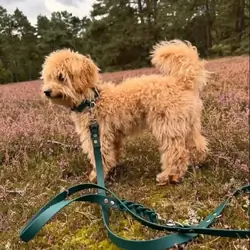 Scott Needs A Home