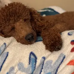 AKC DOG LOOKING FOR A NEW HOME