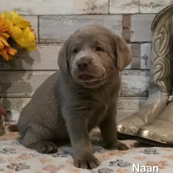 AKC Silver Labrador Retriever Puppies