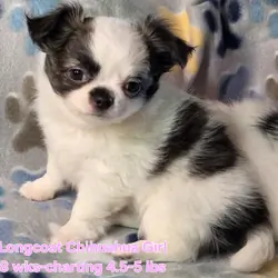 Longcoat Chihuahua Girl