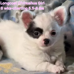 Longcoat Chihuahua Girll