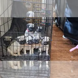 Fawns Pug Puppies