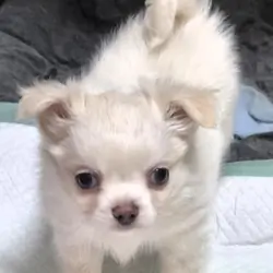 Longcoat Chihuahua Boy