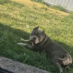 American Pocket Bully
