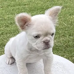 Cream Fluffy Frenchie