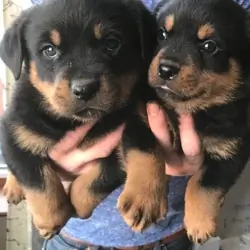Adorable Rottweiler pups