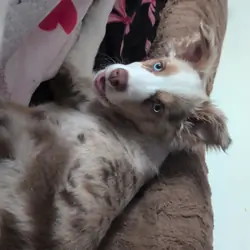 Aussie shepard