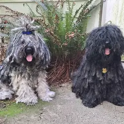 AKC Puli - Hungarian herding dog