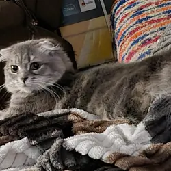 Kittens