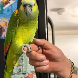 Amazon parrot