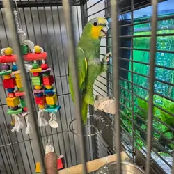 Amazon parrot for sale