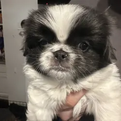 CKC Pekingese Puppies