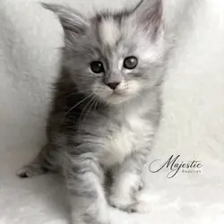 Maine Coon Kittens