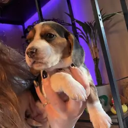 Beagle puppy