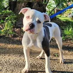 Beautiful Young American Bulldog