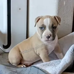 Pocket BullyText my phone to inquire. 907-378-6936
