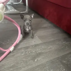 Puppy