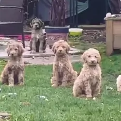 Standard poodles