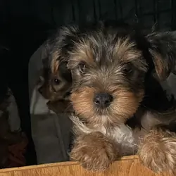 Akc Yorkshire puppies