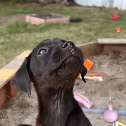 Puppies