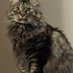 6 Year Old Lovable and Beautiful Cat