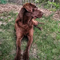 Chocolate Lab cross