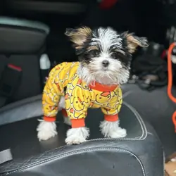 Male Yorkie Puppy Available