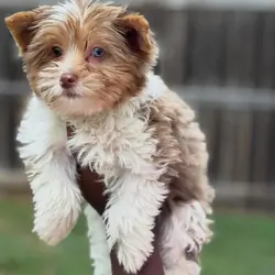 Female Yorkie Puppy Ready For A New Home.