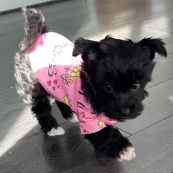 Female Yorkie Puppy