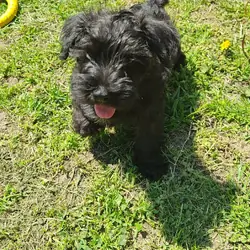Akc male