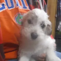 SCHNOODLE CKC PUPPIES $275