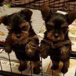 Yorkshire Terrier Puppies 2 Female 4 Males