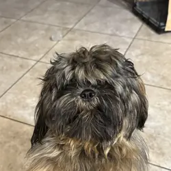 Shih Tzu pups