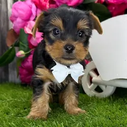 Hi, I'm Rascal! I'm a 6-week-old male Yorkie puppy