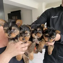 Beautiful Yorkshire puppies ready to go