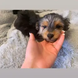 KC Registered Yorkshire Puppies | Health Tested 🐾