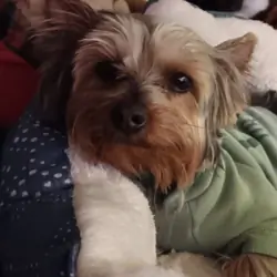 Dog yorkie puppy