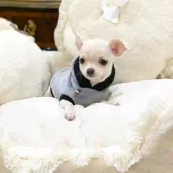 chihuahua puppies