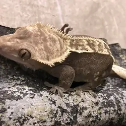 Female Crested Gecko with Terrarium and Supplies