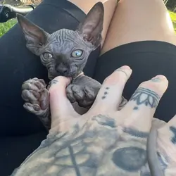 Male Sphynx kitten