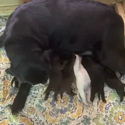 Labrador Retriever puppies