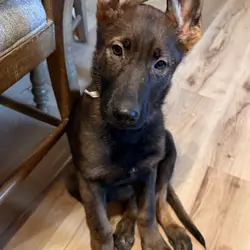 German Shepard
