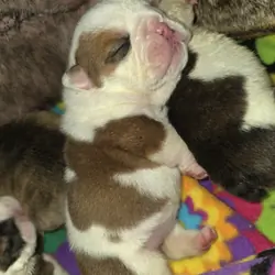 Ch bloodline akc English bulldog