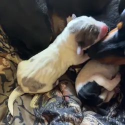 Mini dachshunds