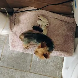 Toy yorkies