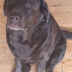 Adult Labradors