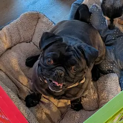 Pug