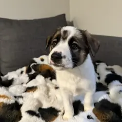 5 GSD/Blue Heeler/Malamute puppies [FREE]